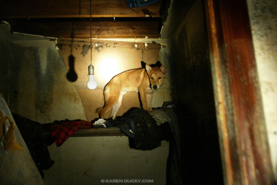 extraordinary-dog-shelf-ducey